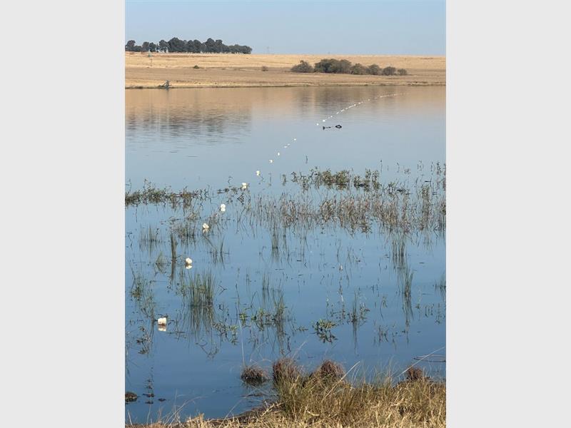 A lake with ducks swimming in it and a field.