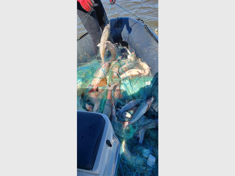 A man is holding a large fish in a boat.