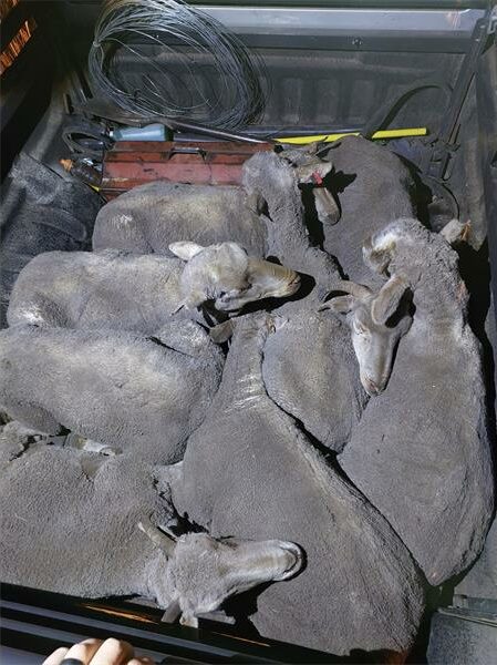 A truck full of sheep.