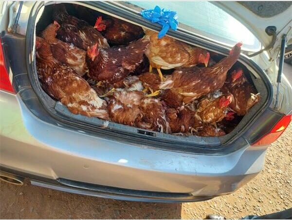 A car with a bunch of chickens in the trunk.