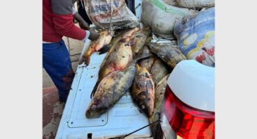 A man is loading fish into the back of a truck.