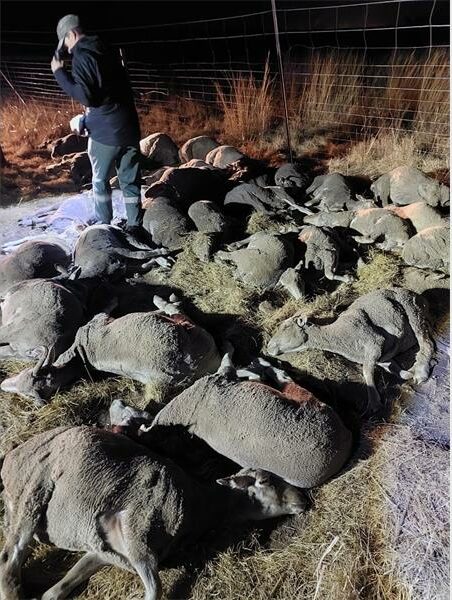 A man standing next to a pile of dead sheep.