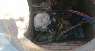 A dog is laying in a hole in the ground.