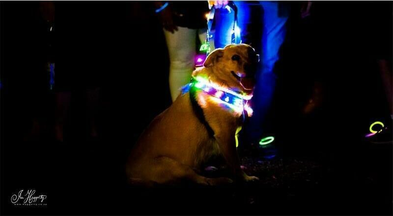dog with lights on its collar.