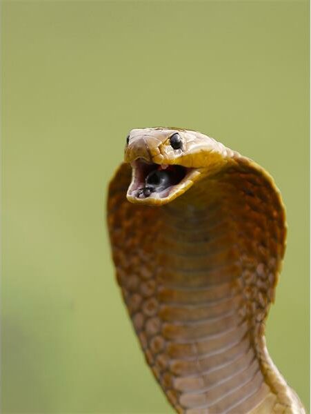 head of a cape cobra