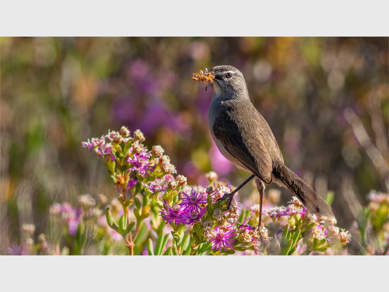 Photo of a bird eating.