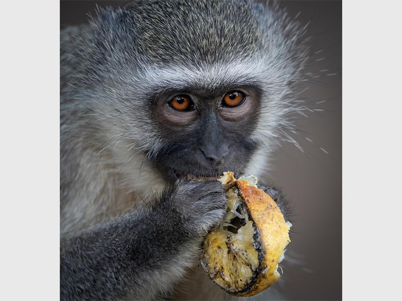 Photo of a monkey eating fruit.