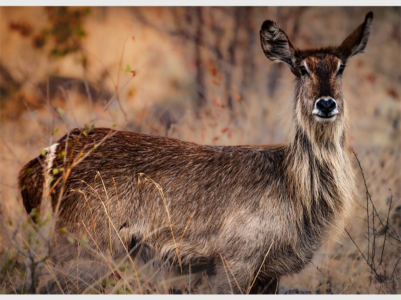 an antelope