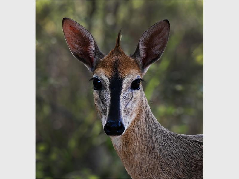 DESCRIPTION: Johan Viljoen het ’n sertifikaat van meriete vir sy foto, Kuifie, in die natuurafdeling ontvang.