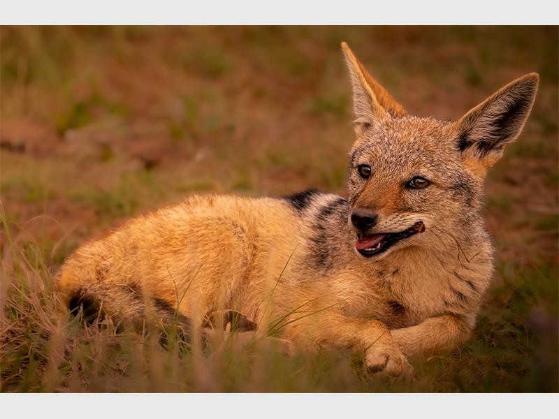 A photo of a fox.