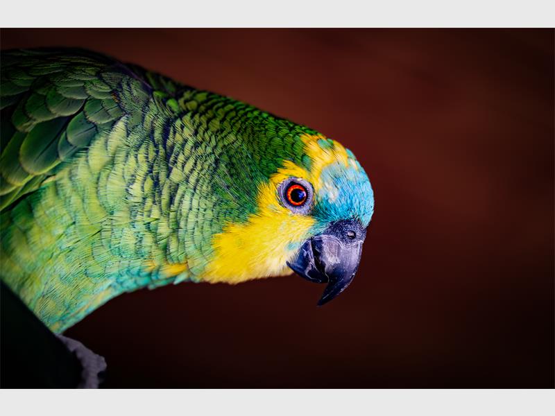 a parrot