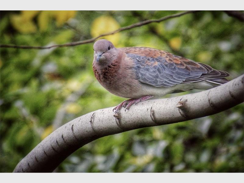 photo of a dove in a tree