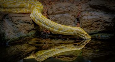 Photo of a snake drinking water.