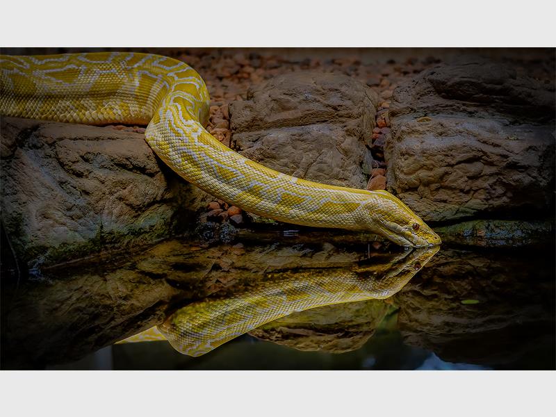 Photo of a snake drinking water.