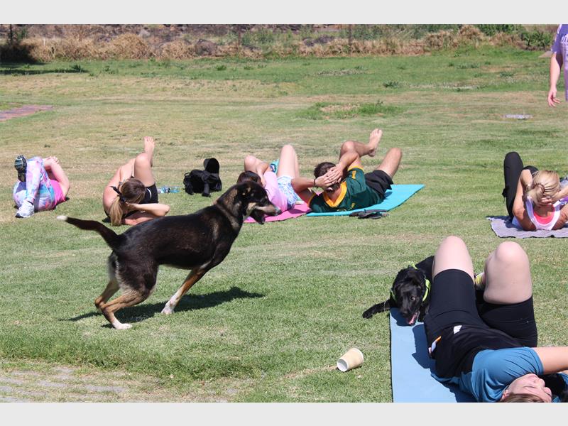 dogs run between people who exercise