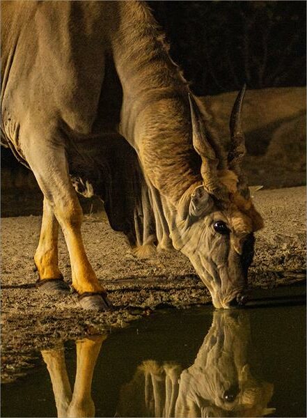 Eland wat water suip