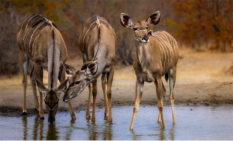 Drie kudu-ooie