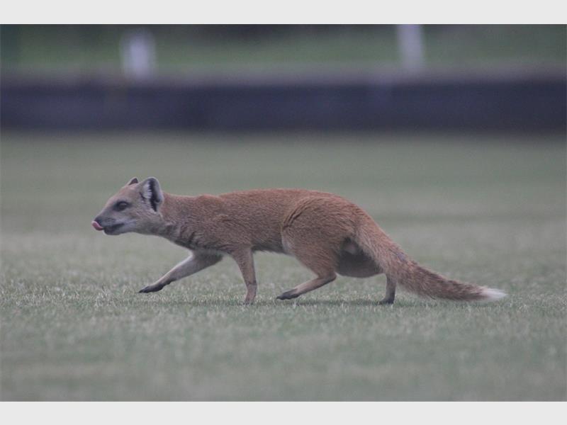 a meerkat on bowling greens