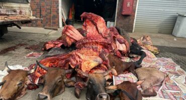 slaughtered animals