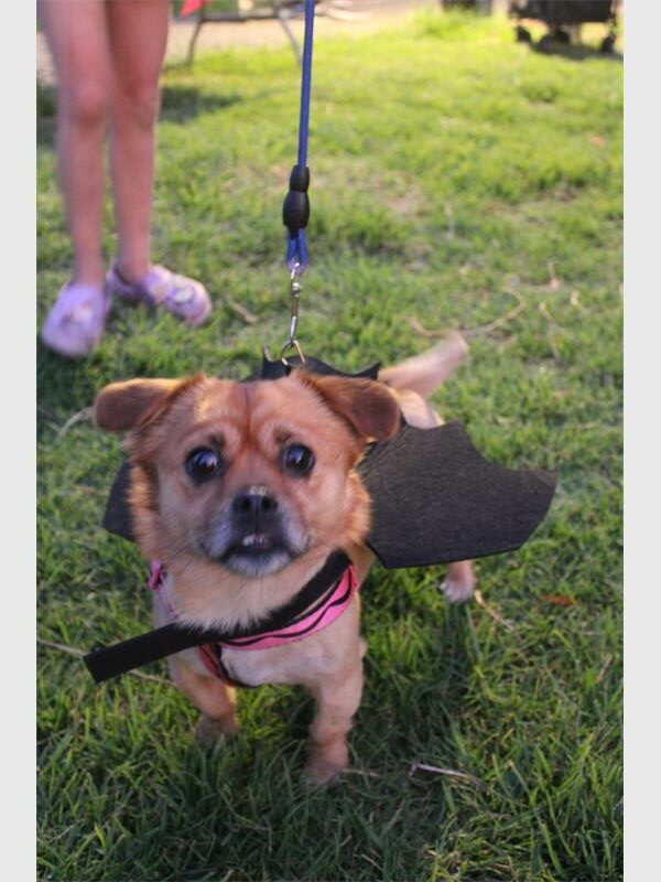 a dog on a leash