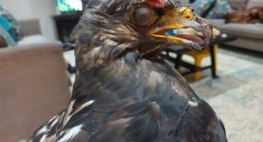 A Jackal Buzzard falcon