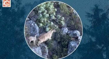 Baby tahr’s gravity-defying leap on Table Mountain wows viewers_Feature
