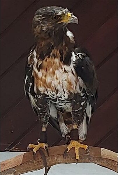 DESCRIPTION: The Jackal Buzzard falcon is recovering well at Secunda Wildlife Rescue and will be released back into his natural habitat soon