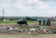 cattle roam between rubbish