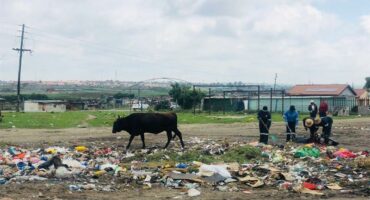 cattle roam between rubbish