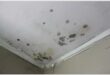 mould on a ceiling