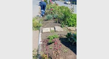 plants on a pavement
