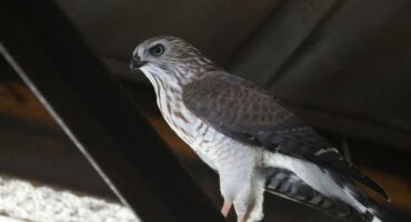 0C9A3870-Large-780x470