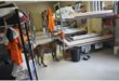 a sniffer dog in a prison cell.