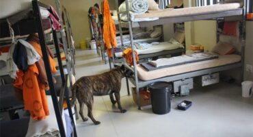 a sniffer dog in a prison cell.