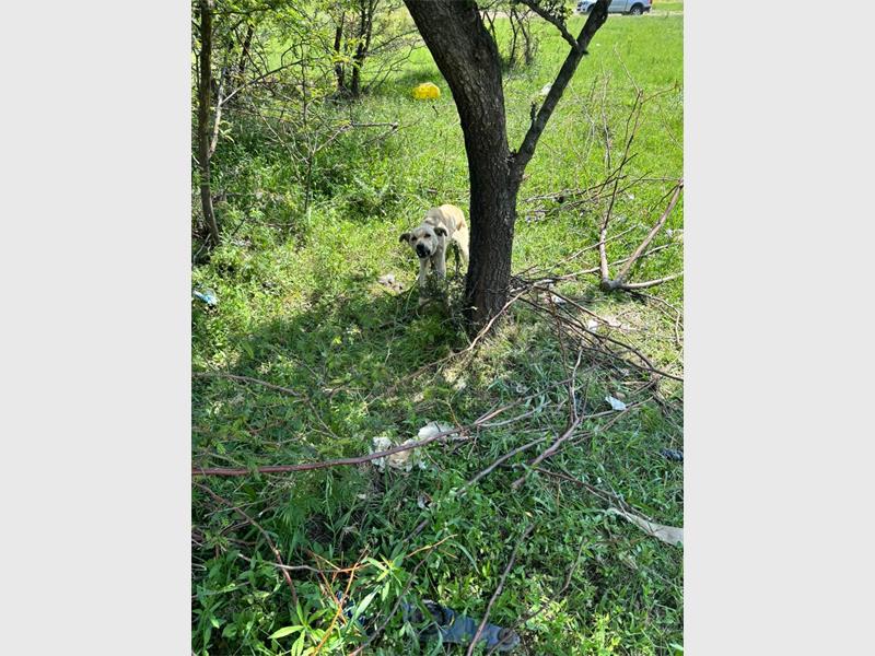 dog chained to a tree