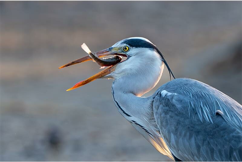 A bird eating a fish