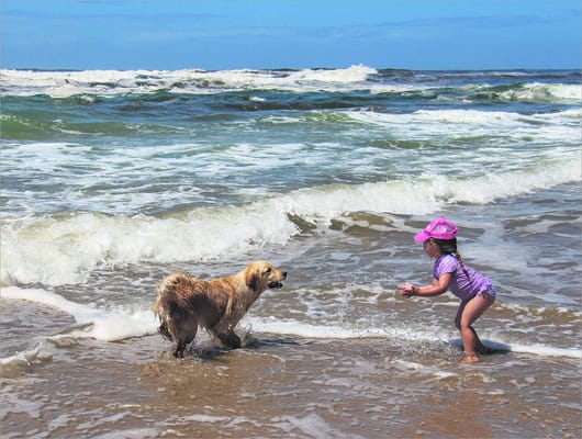 a child and dog on the beach
