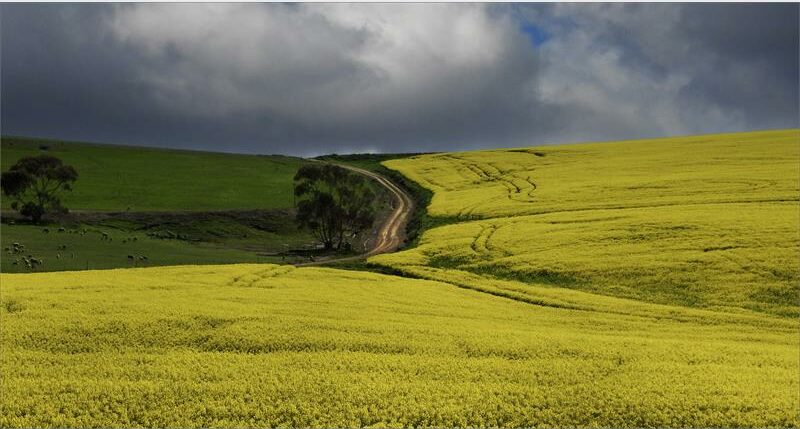 a canola field