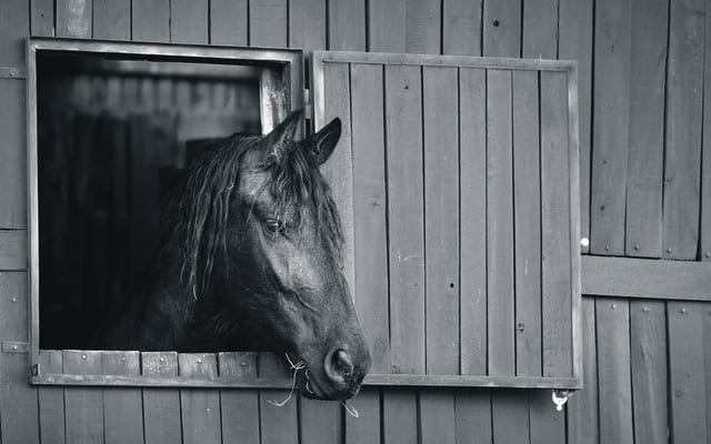 A horse in stable