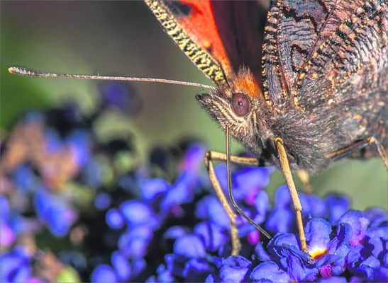 a butterfly on a flower
