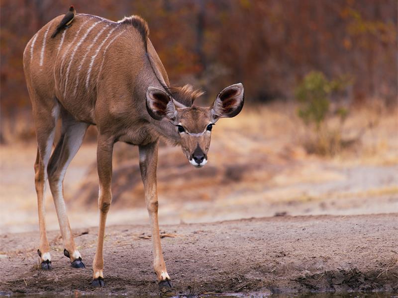 an antelope