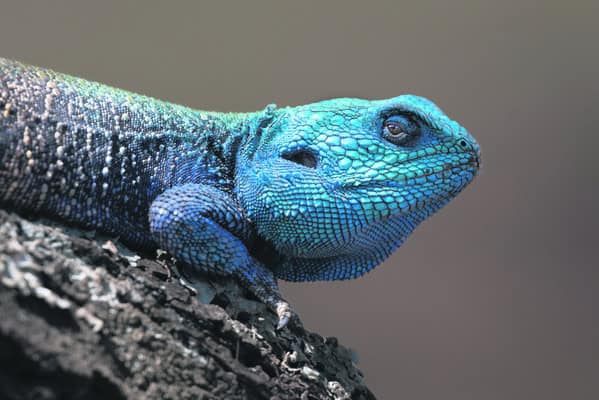 a blue lizzard