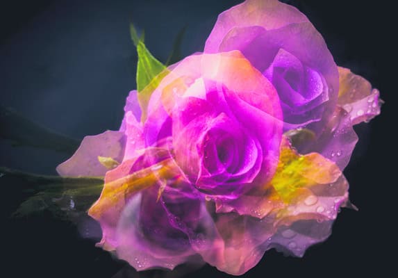 a picture of a rose