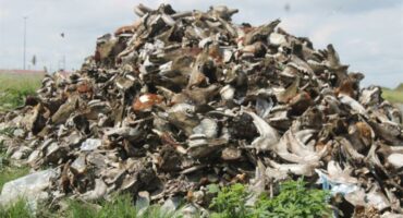 heap of animal remains in the veld