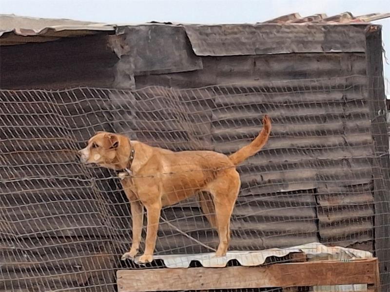 dog in front of a shack