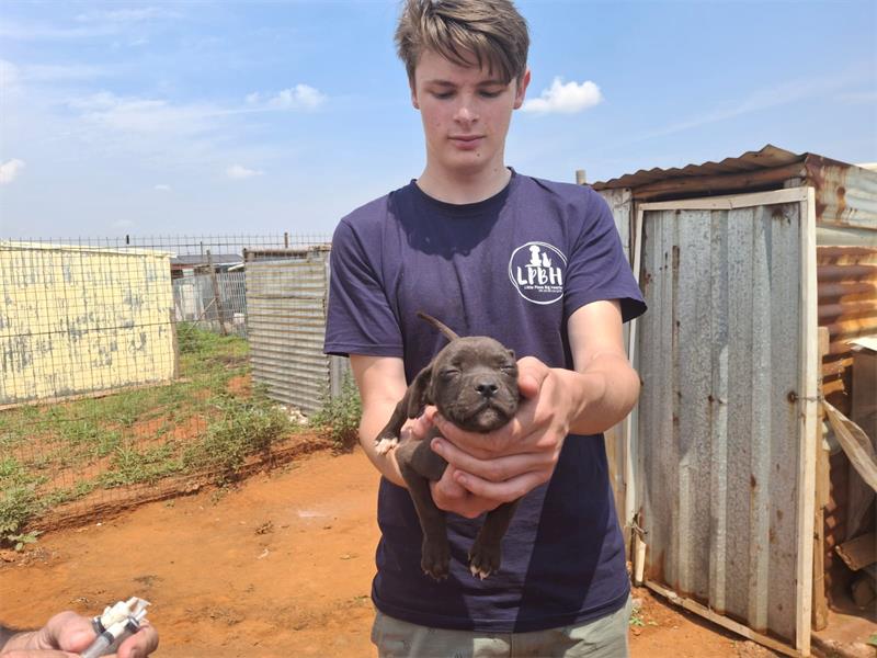 young man shows off a puppy
