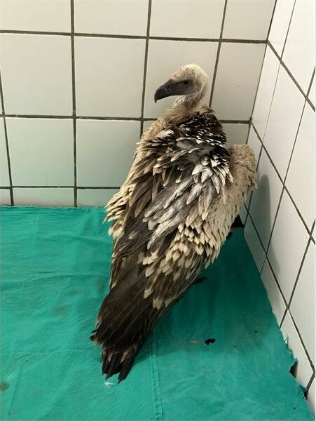 a vulture in a cage