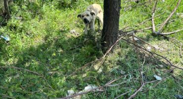 thin dog tied to a tree