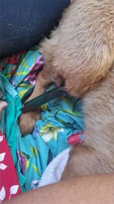 injury to dog's leg