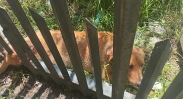 dog injured on palisades